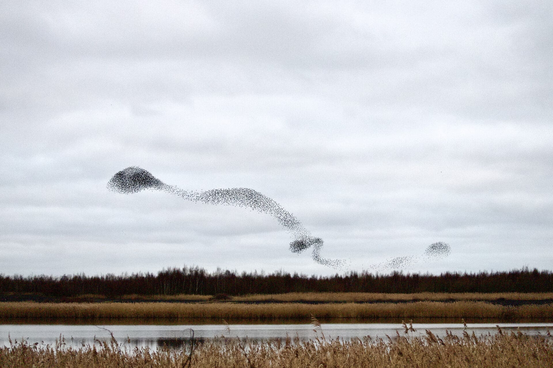 CREDIT: https://www.istockphoto.com/portfolio/helenReid?mediatype=photography A starling murmuration, symbolising teams of individuals working in self-organised ways.