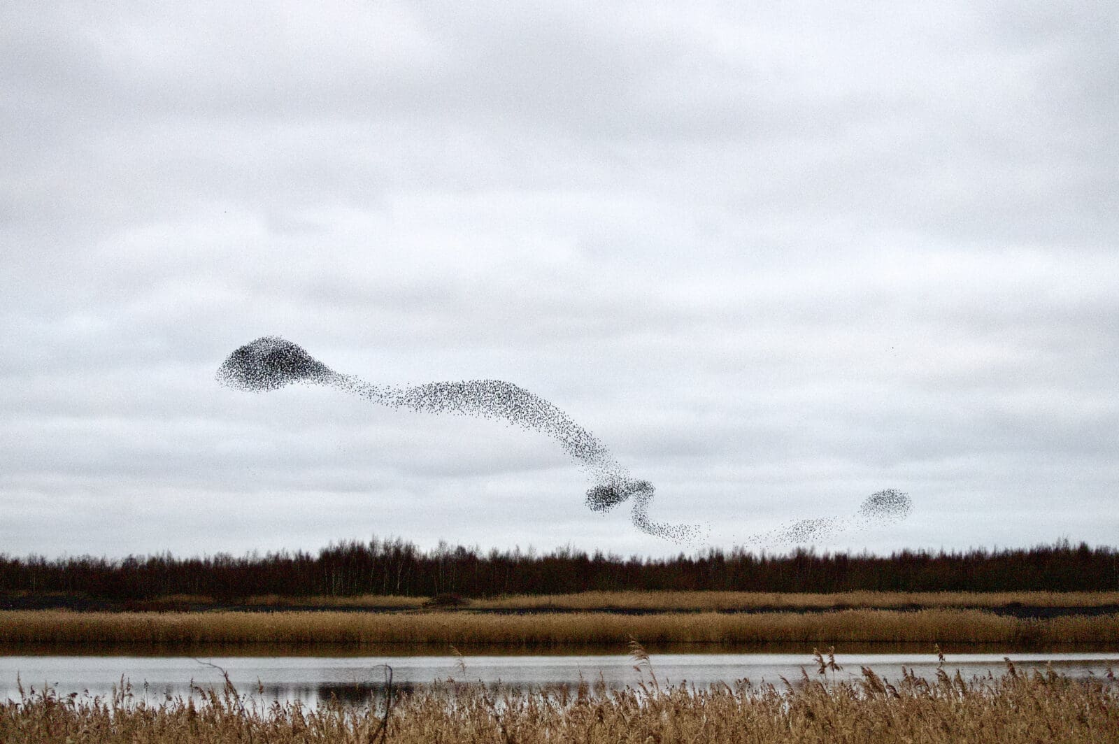 A starling murmuration, symbolising teams of individuals working in self-organised ways.